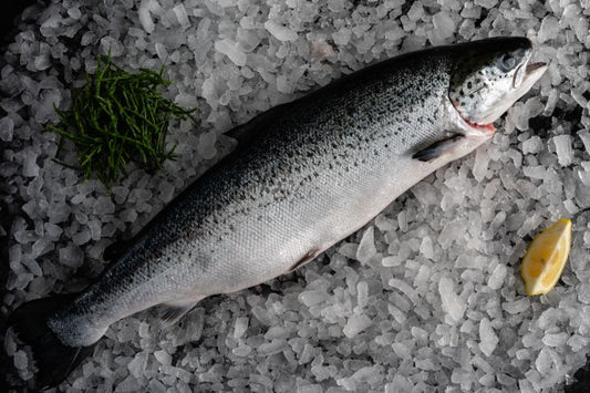 Fresh Whole Scottish Salmon